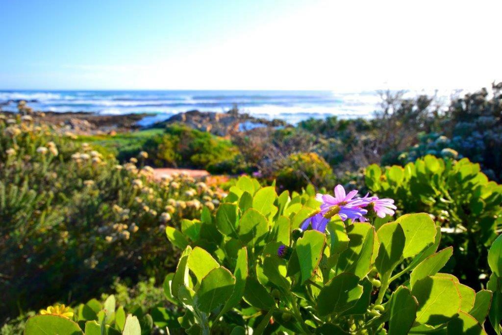 Saffron Cottage Hermanus Kültér fotó